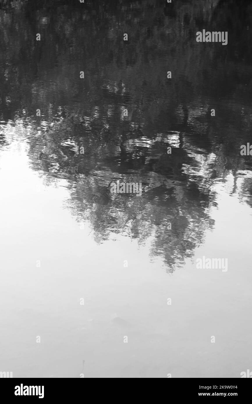 Feuilles d'automne et arbres se reflétant dans les eaux peu profondes de l'étang local Ina noir et blanc monochrome. Banque D'Images