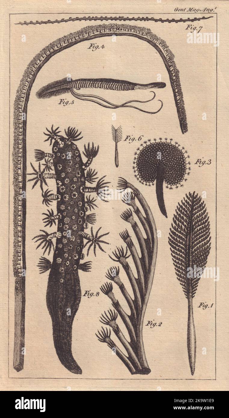 Sept espèces du Zoophyte, appelé Marine Pen. Pennatula phosphorea Filosa 1764 Banque D'Images