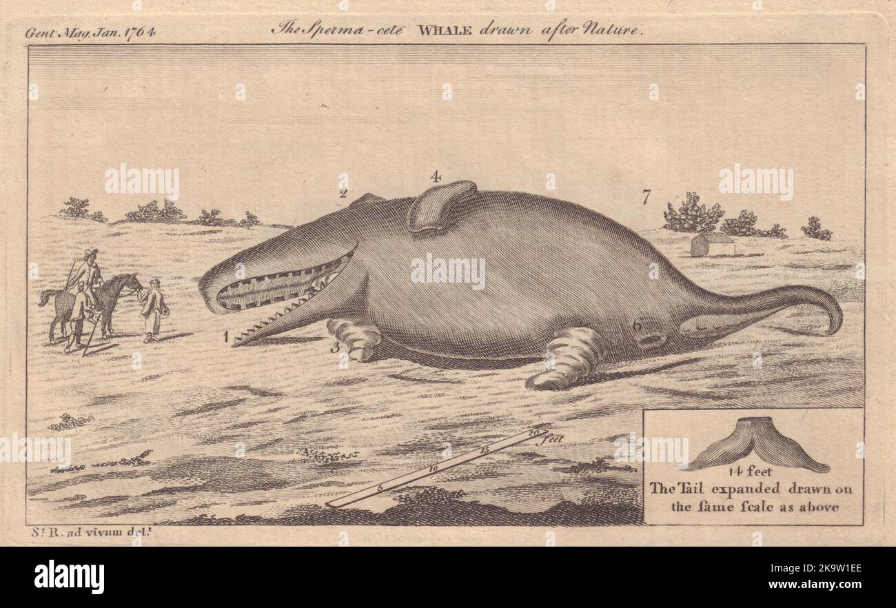 Une Baleine Spermaceti jeta sur terre près de Whitstable dans le Kent. Baleine à bec 1764 Banque D'Images