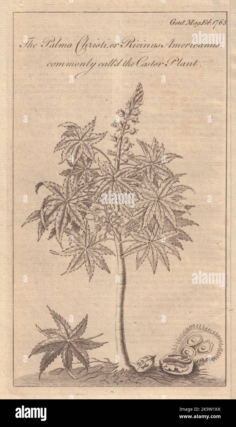 Le Palma Christi ou Ricinus americanus communément appelé la plante Castor 1765 Banque D'Images