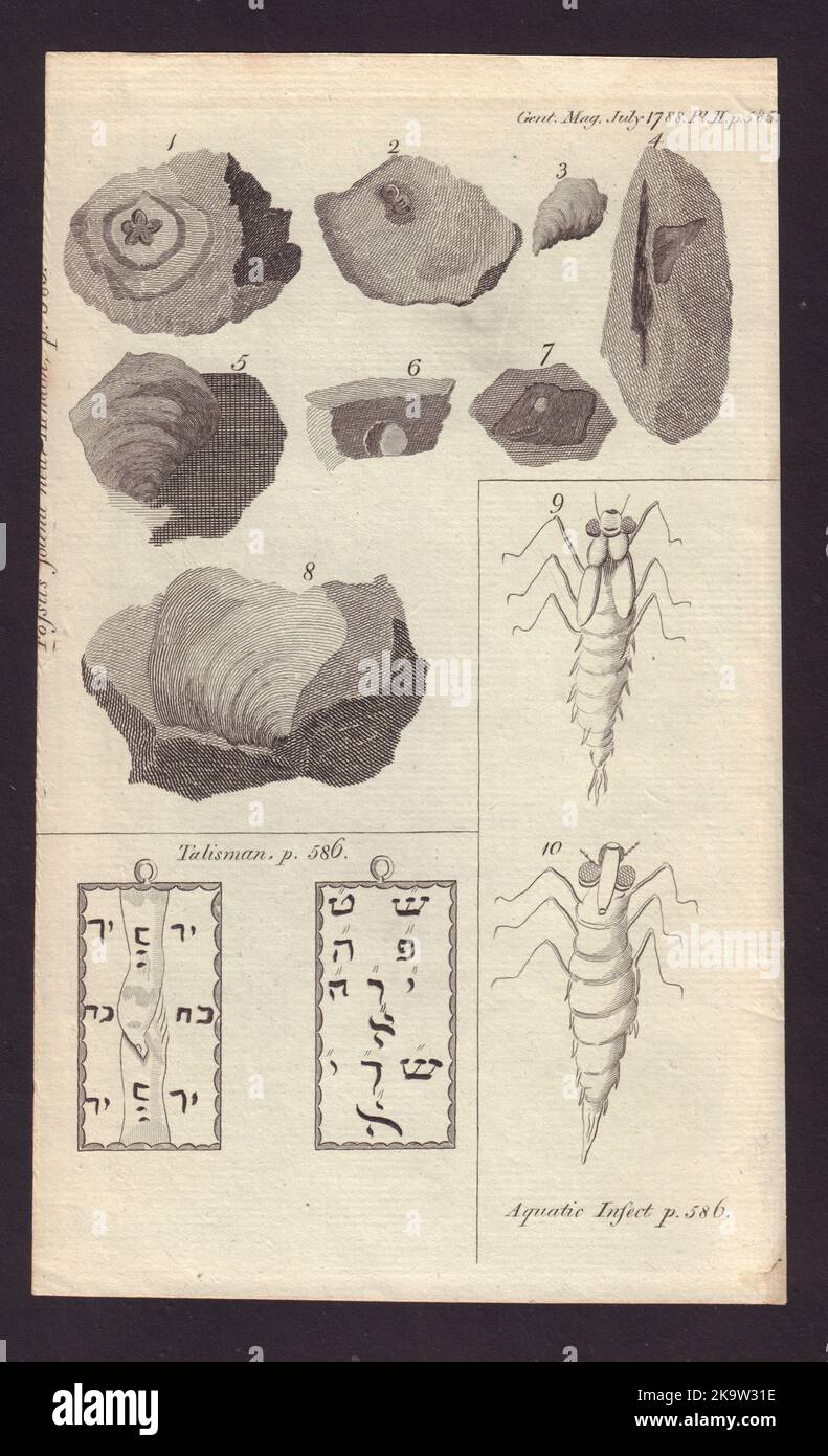 Fossiles du Middlesex. Dragon Fly. Inscription hébraïque trouvée au Dulwich College 1788 Banque D'Images
