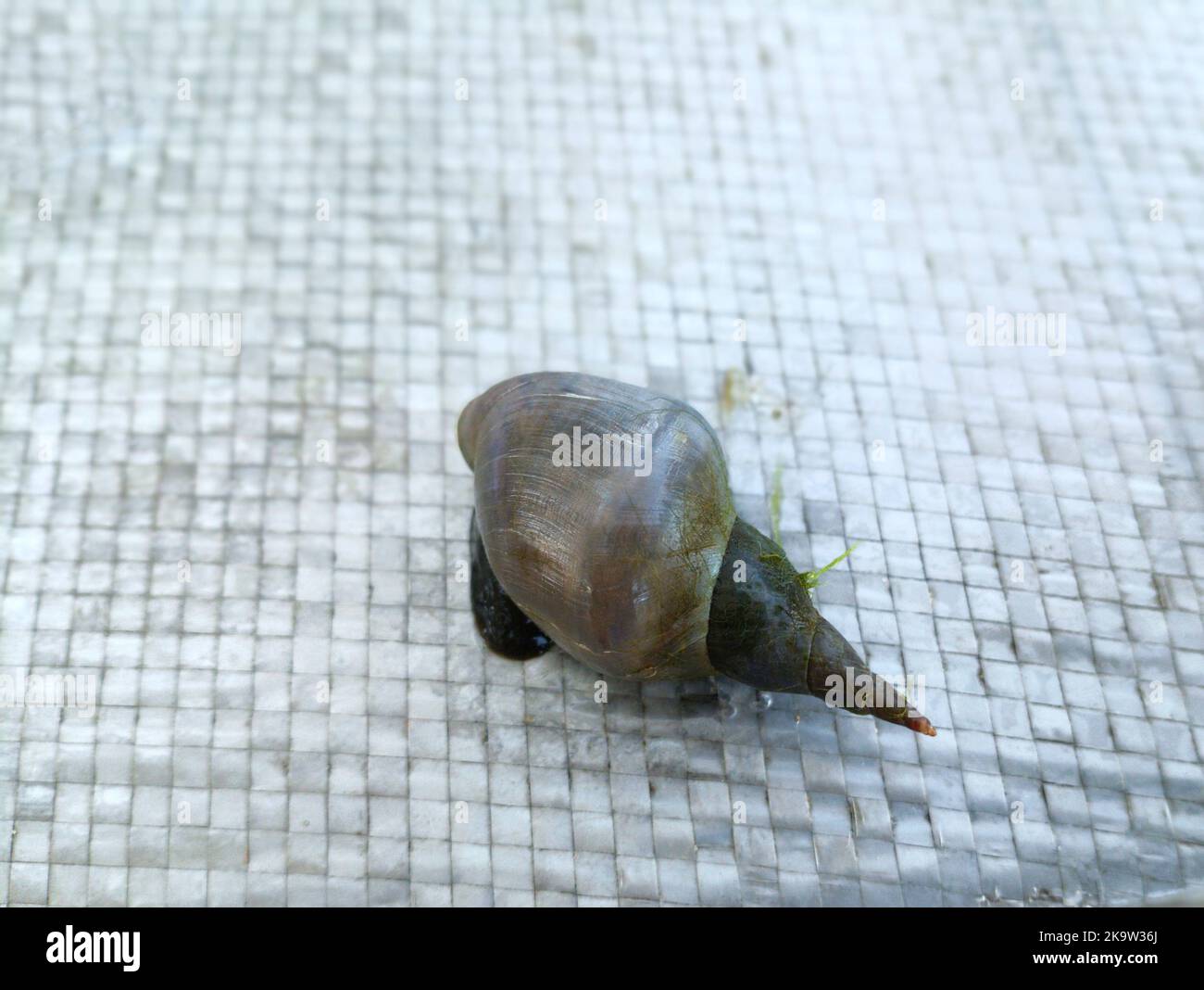 escargot de rivière avec algues vertes sur une coquille sur une surface grise. Banque D'Images