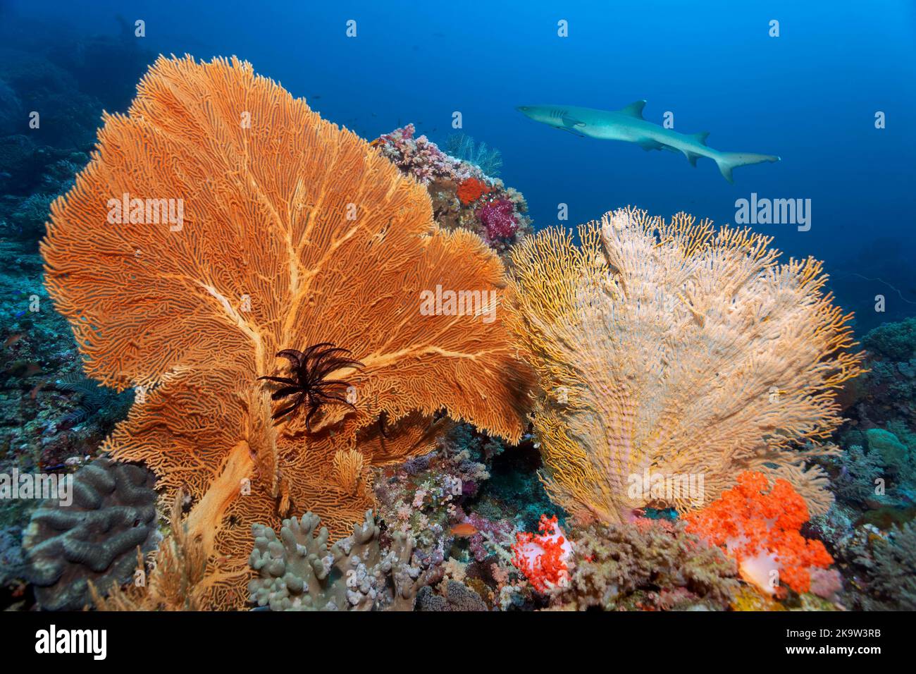 Sommet du récif avec ventilateur de mer géant (Annella mollis) à gauche, espèce gorgonienne inconnue à droite, requin de récif à pointe blanche (Triaenodon obesus) à l'arrière Banque D'Images