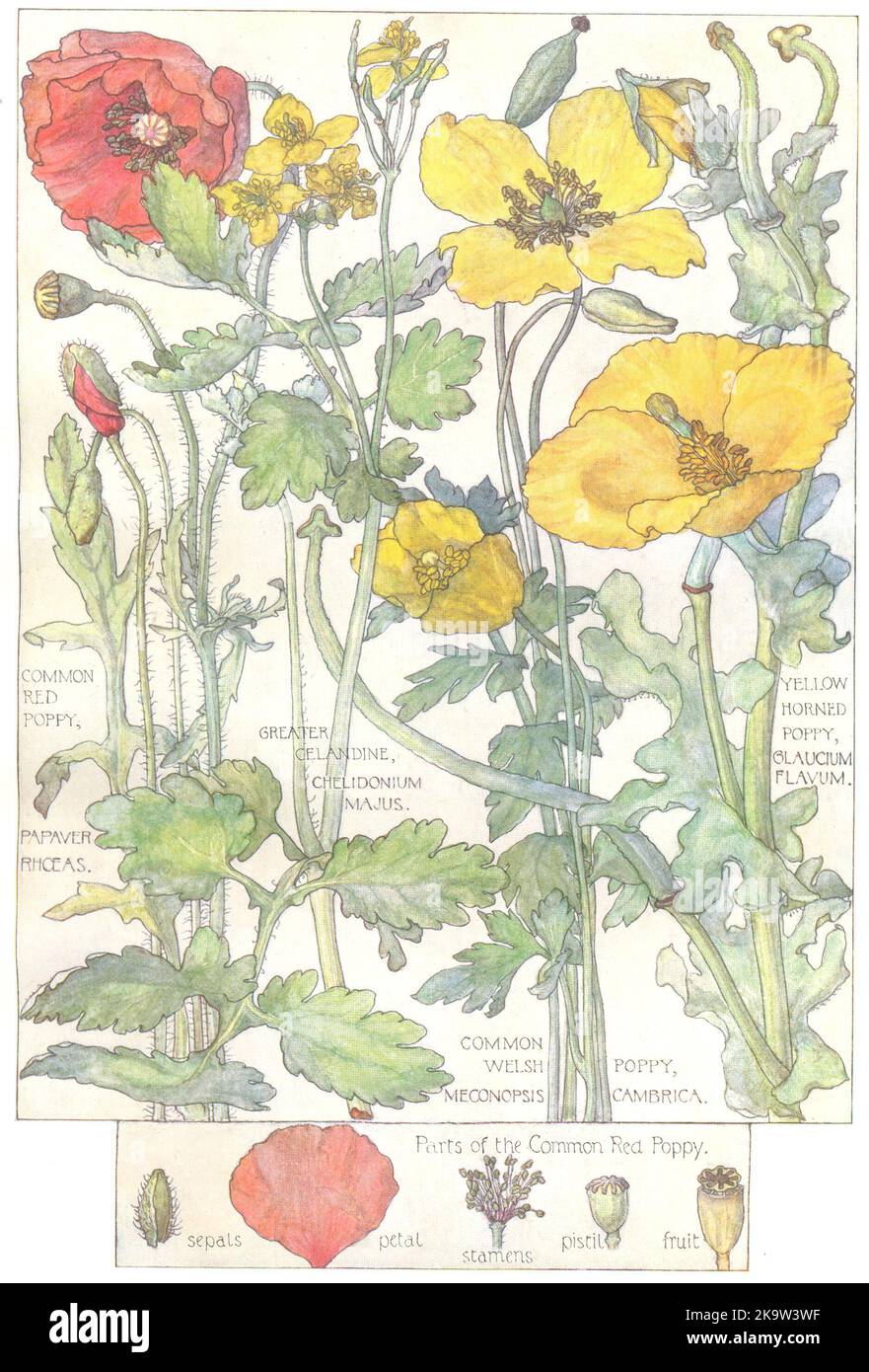 COQUELICOTS. Papapaveraceae. Rouge, cornes jaunes, coquelicot; Grande Celandine 1907 Banque D'Images