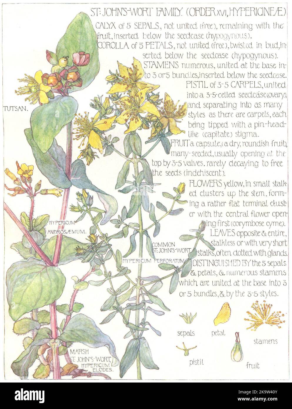 MILLEPERTUIS. Hypericineae. Tutsan; Common, Marsh St.John's-Wort 1907 imprimé Banque D'Images