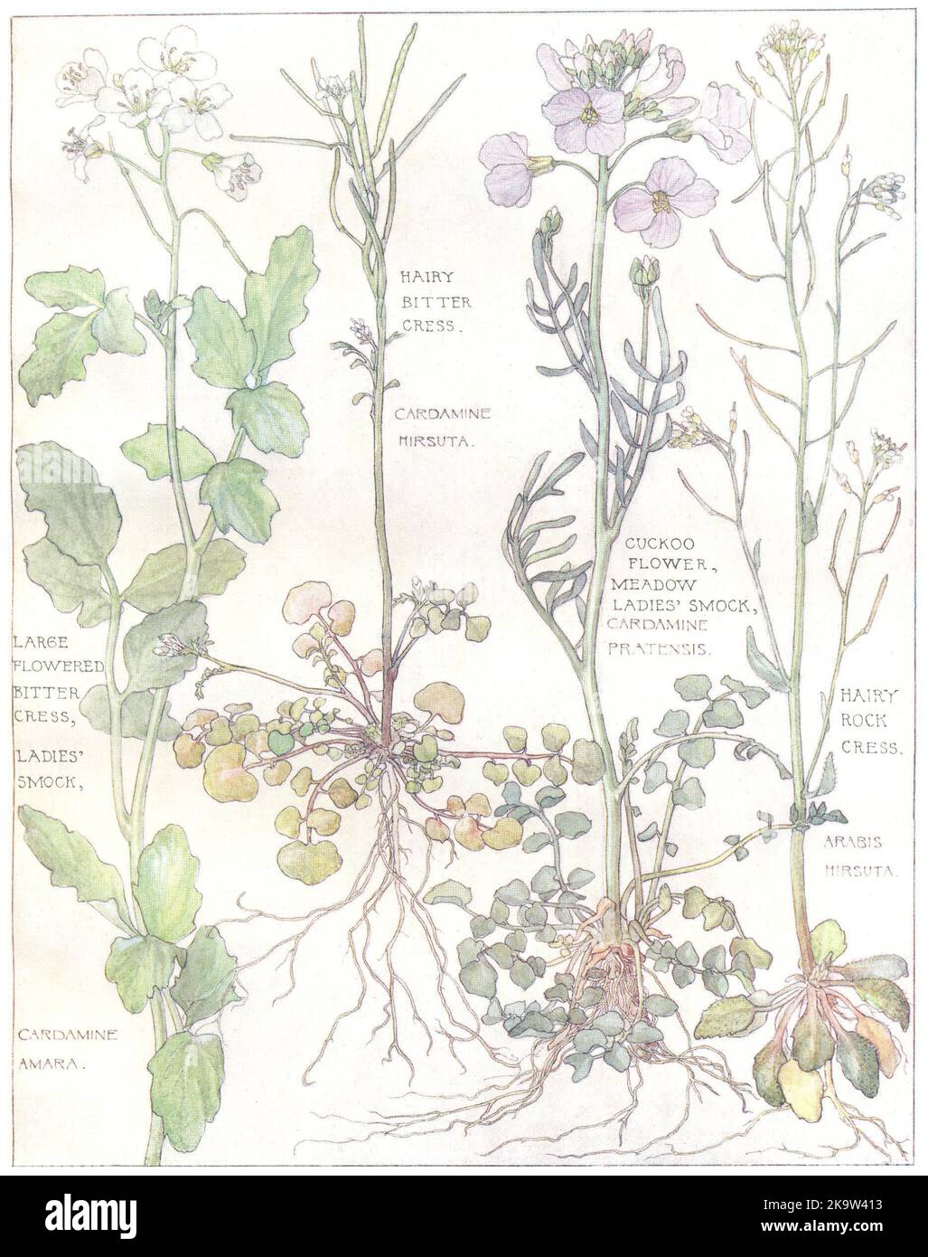 CHOU.Cresson de roche amère poilu;fleur de coucou;imprimé Meadow Ladies Smock 1907 Banque D'Images
