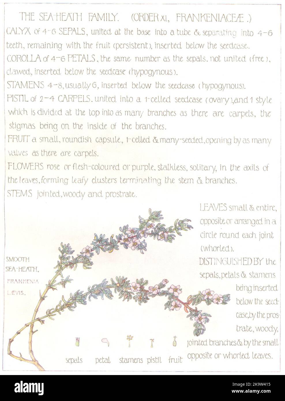 FLEURS. Famille Sea-Heath. Frankeniaceae. Impression de Smooth Sea Health 1907 Banque D'Images