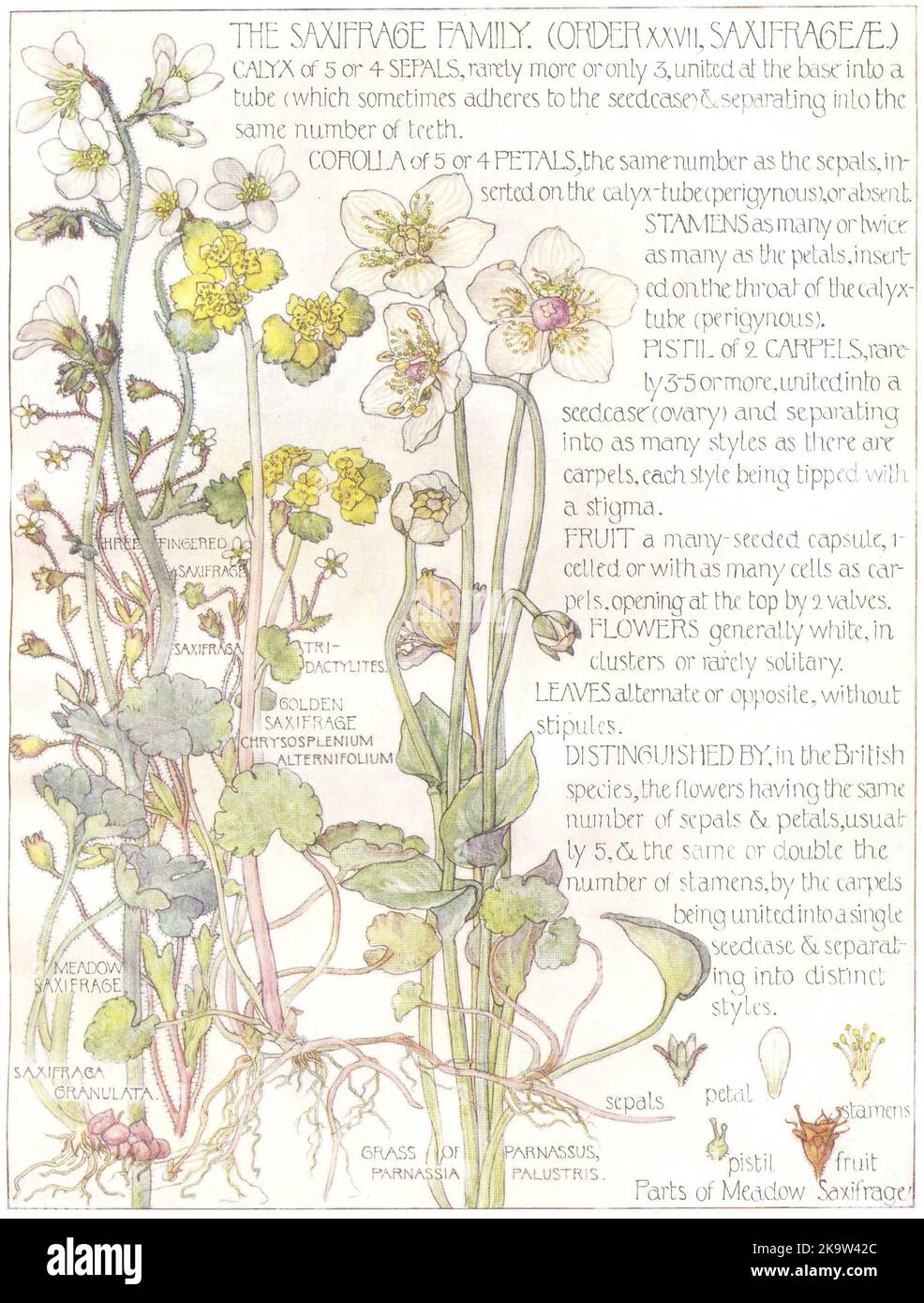 SAXIFRAGE. Saxifrageae. Prairie, saxifrage doré; Grass of Parnassus 1907 Banque D'Images