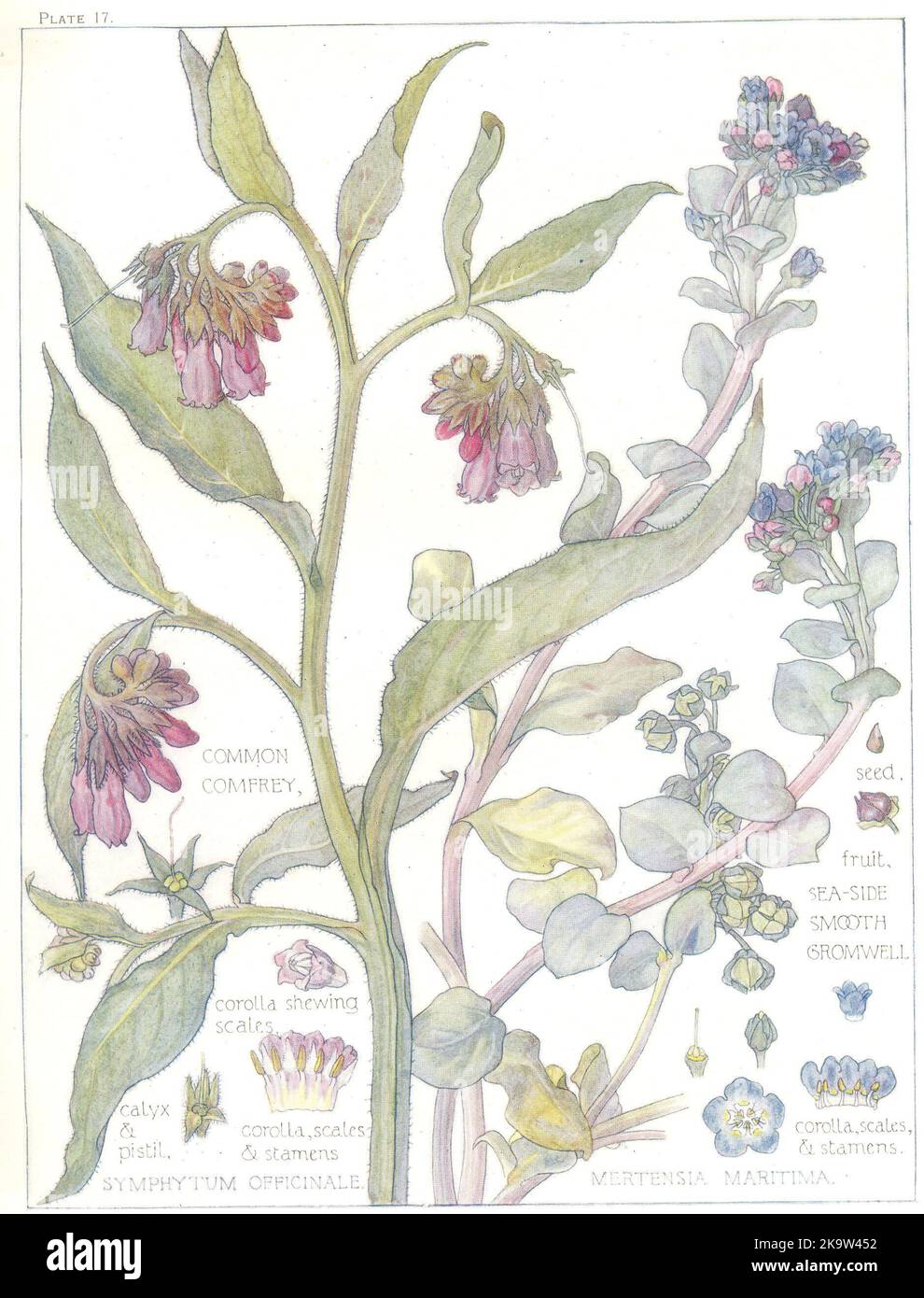 FLEURS. Borage. Boraginaceae. Comfrey commun; Gromwell lisse de bord de mer 1907 Banque D'Images