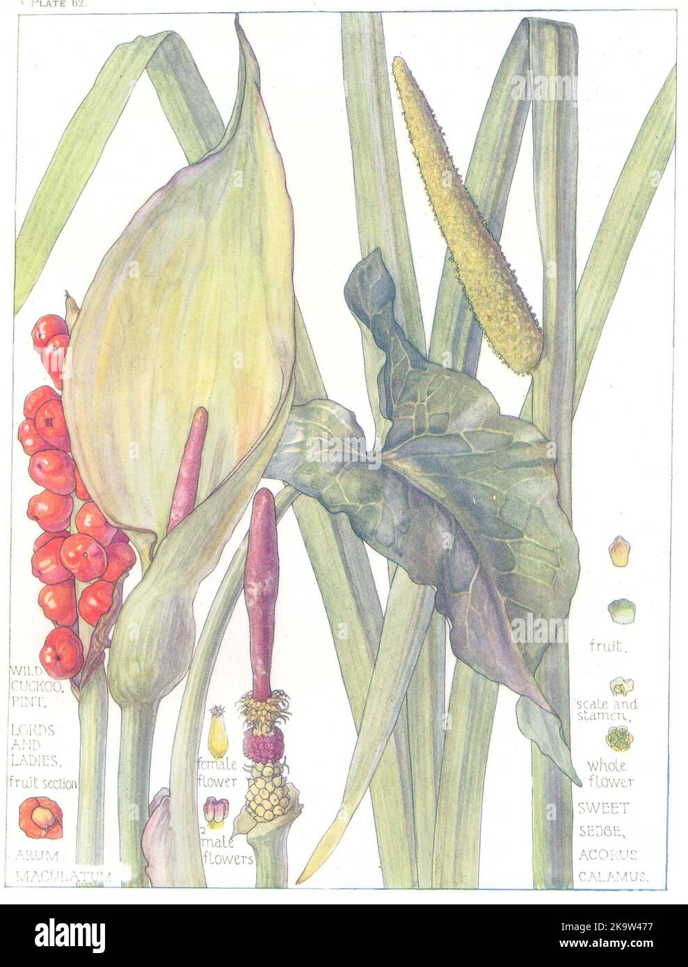 FLEURS. Arum. Aracées Aroïdeae. Pinte de coucou sauvage; imprimé Lords and Ladies 1907 Banque D'Images