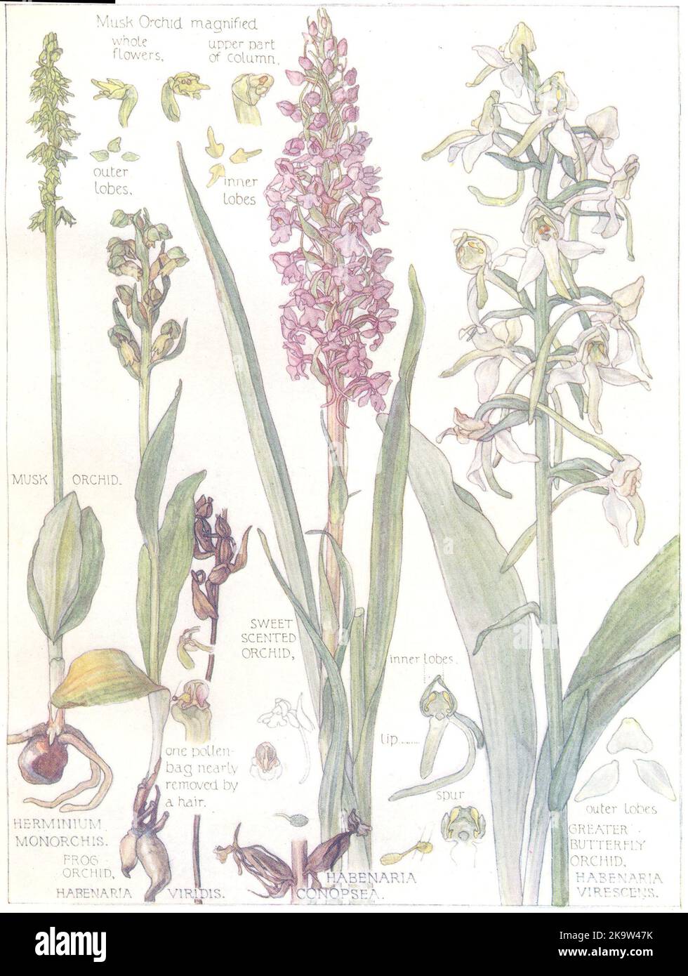 ORCHIDÉES.Orchidaceae.Musk Grenouille douce et sencrée grandes orchidées de papillons 1907 Banque D'Images