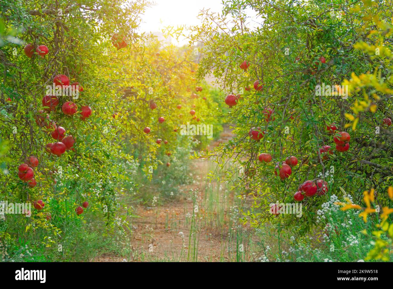 Plantation d'arbres de grenade plantés en rangées de fruits rouges brillants Banque D'Images