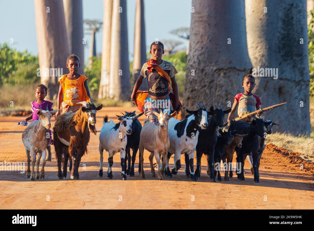 MORONDAVA, MADAGASKAR - JUIN 2021. Les enfants qui ont un bouquet de chèvres sur l'allée des Baobabs. Banque D'Images