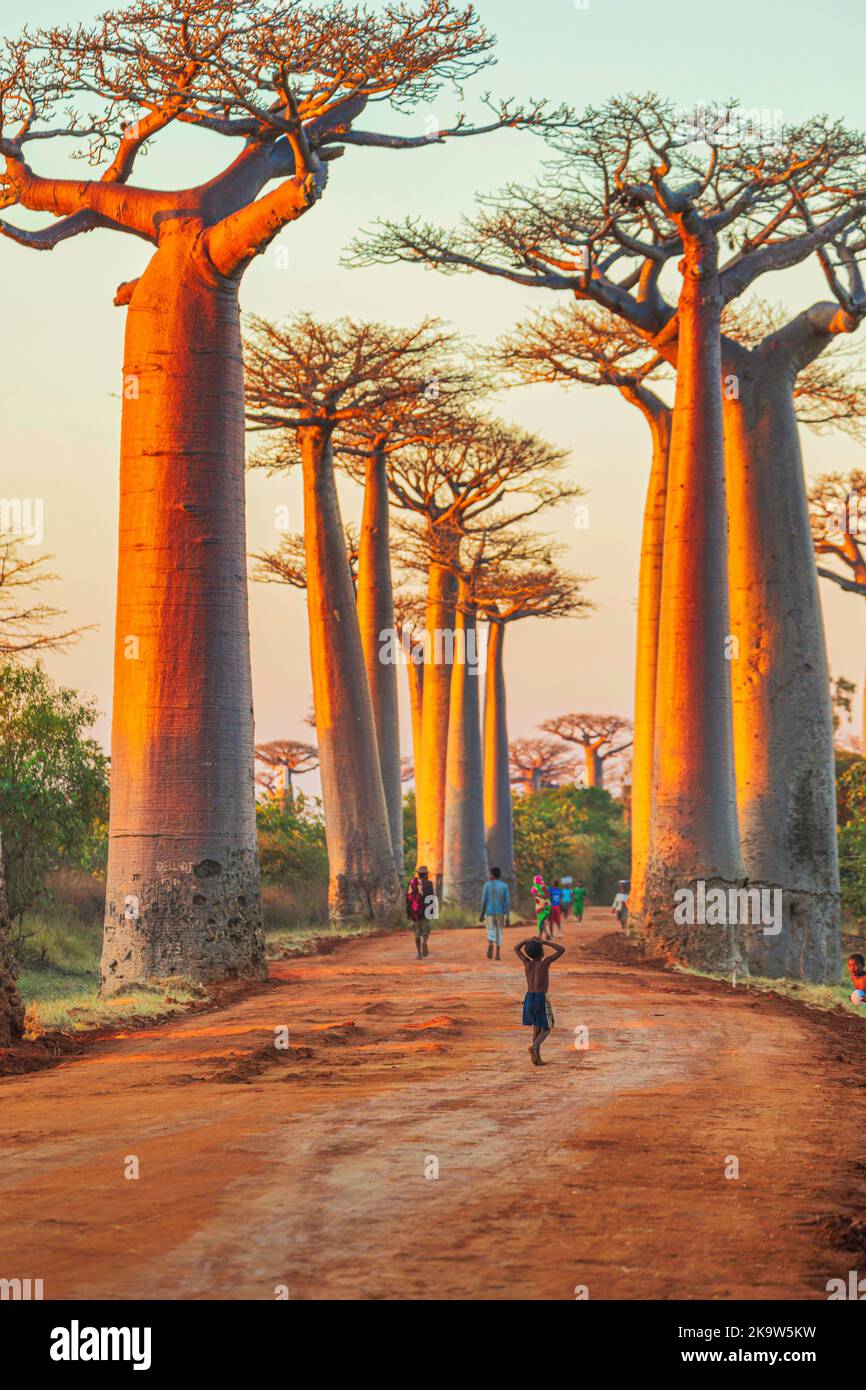 MORONDAVA, MADAGASKAR - JUIN 2021. Enfants jouant à l'allée des Baobabs. Banque D'Images