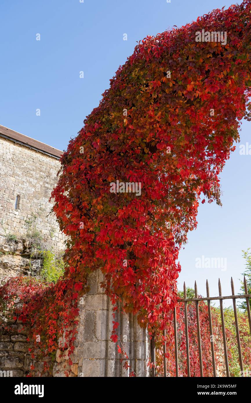 Pierres grimpantes rouges et vertes de Virginie (Parthenocissus quinquefolia) Banque D'Images