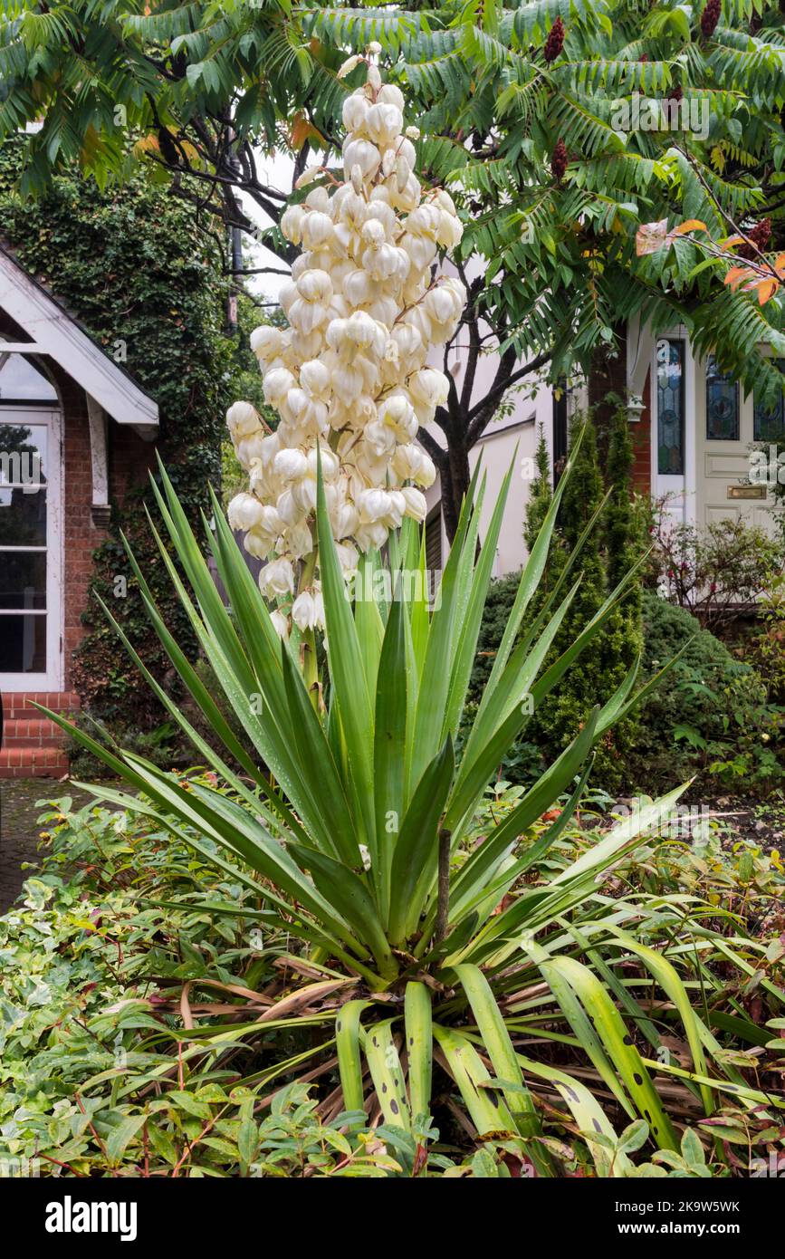 Une plante de yucca, Yucca gloriosa, fleurit dans un jardin de banlieue. Banque D'Images