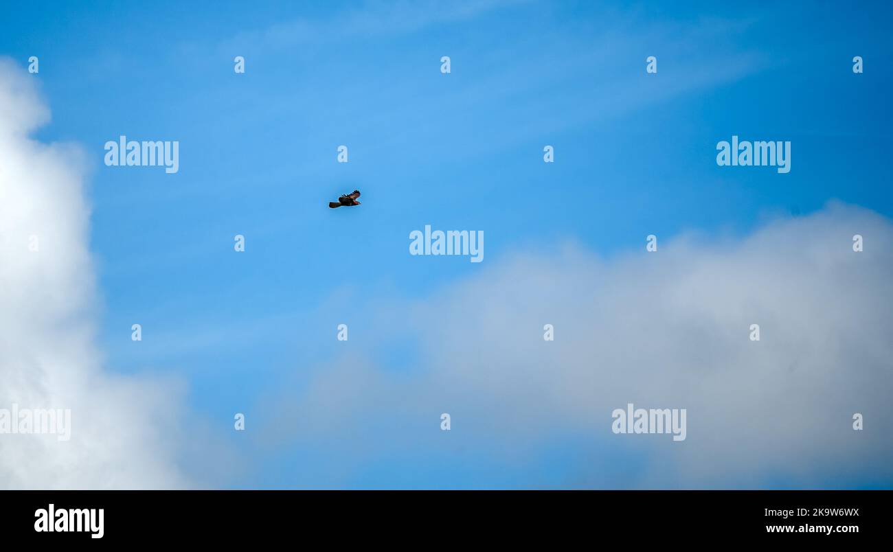 Un bourdonnet (Buteo buteo) qui s'accroche et monte avec les courants d'air dans un ciel d'été Banque D'Images