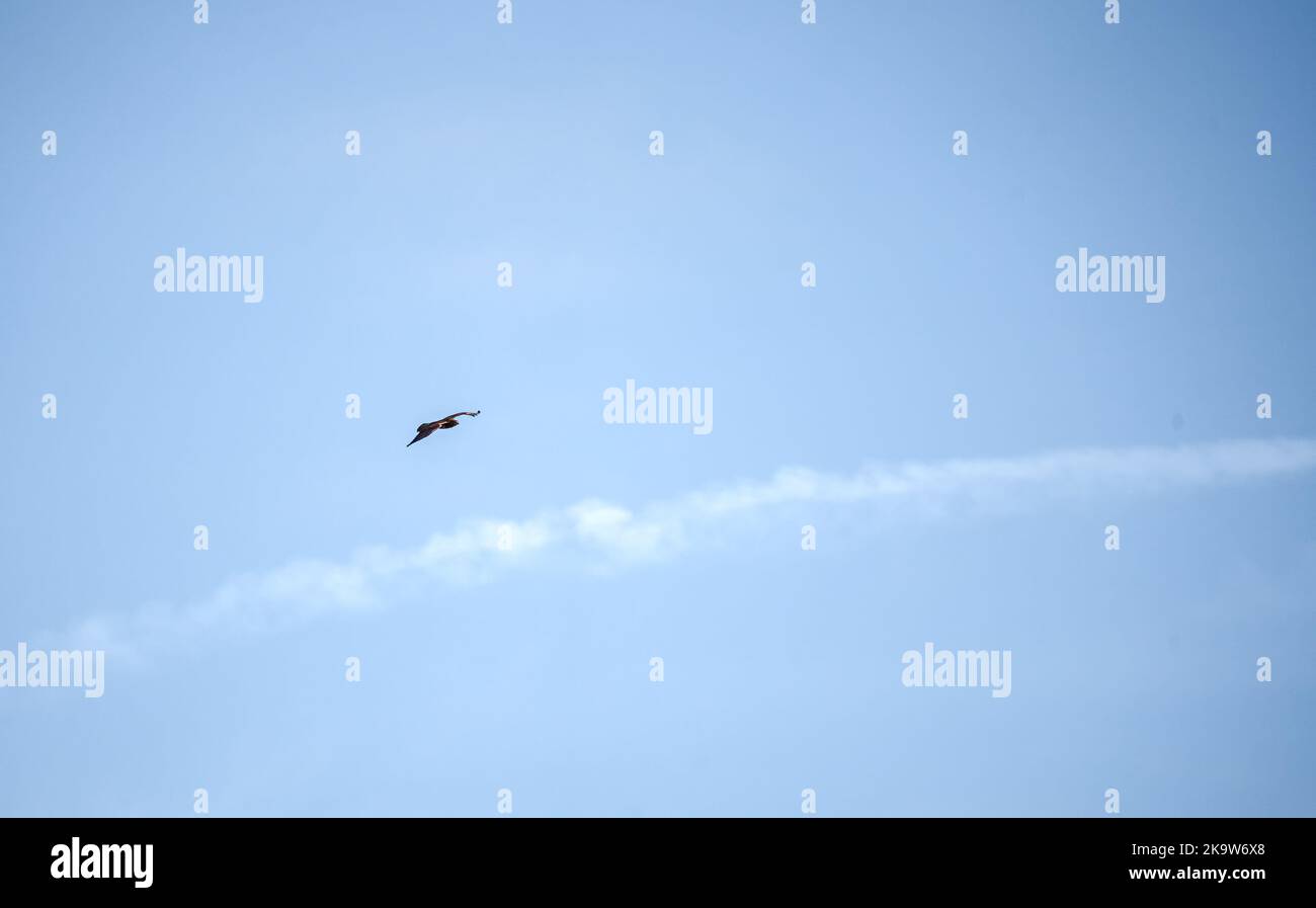 Un bourdonnet (Buteo buteo) qui s'accroche et monte avec les courants d'air dans un ciel d'été Banque D'Images