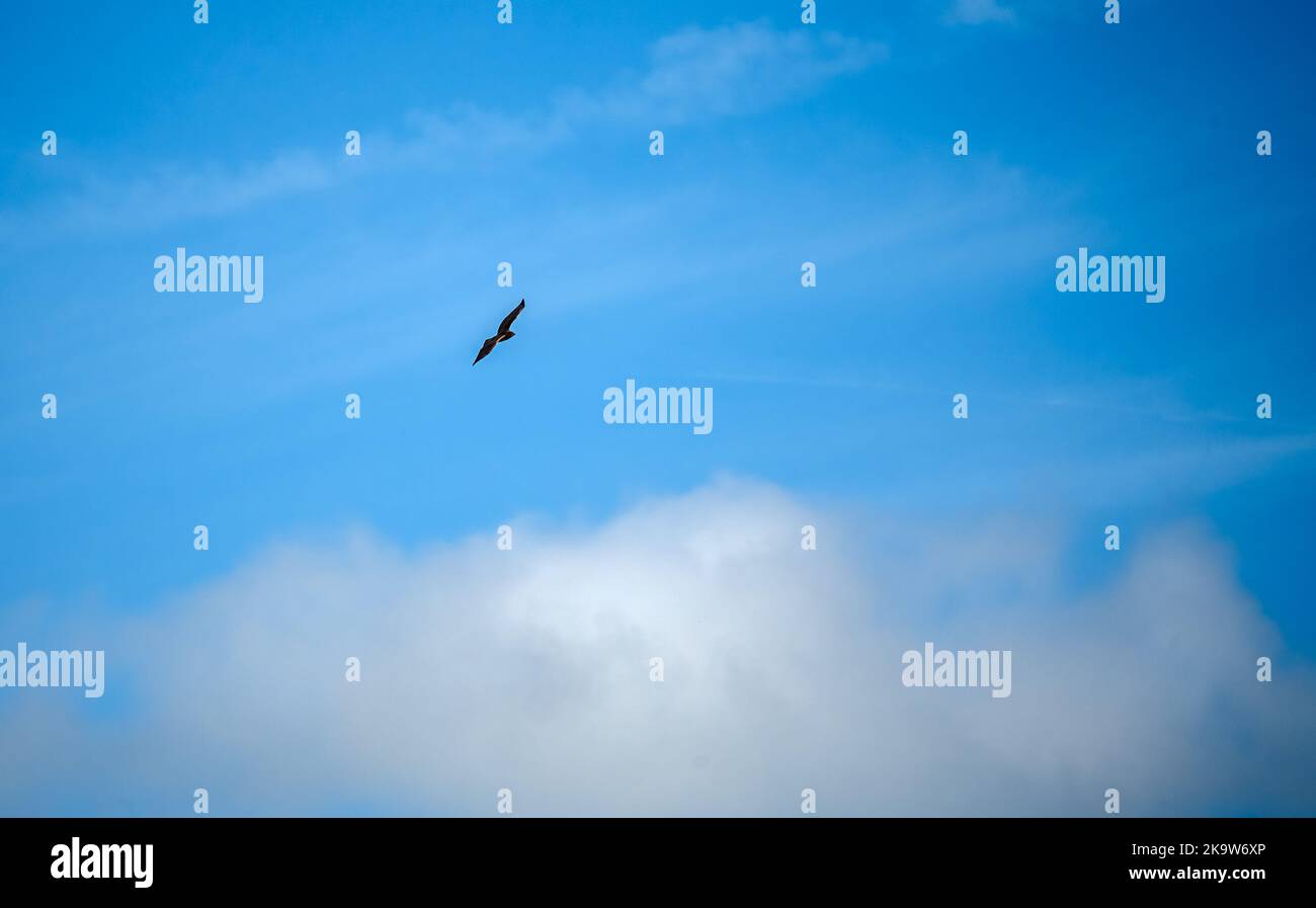 Un bourdonnet (Buteo buteo) qui s'accroche et monte avec les courants d'air dans un ciel d'été Banque D'Images