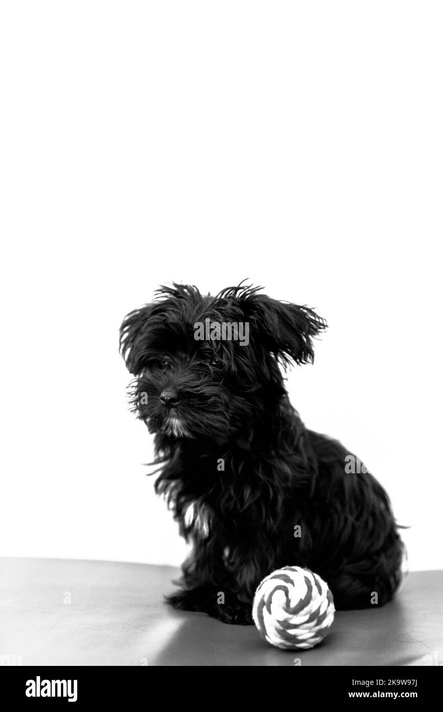 Un mignon chien noir Morkie ou Yorktese ou Malkie, chiot de l'âge de 4 mois, sur le canapé rouge jouer avec le ballon. Race de chiens maltais et de Yorkshire Terrier Banque D'Images