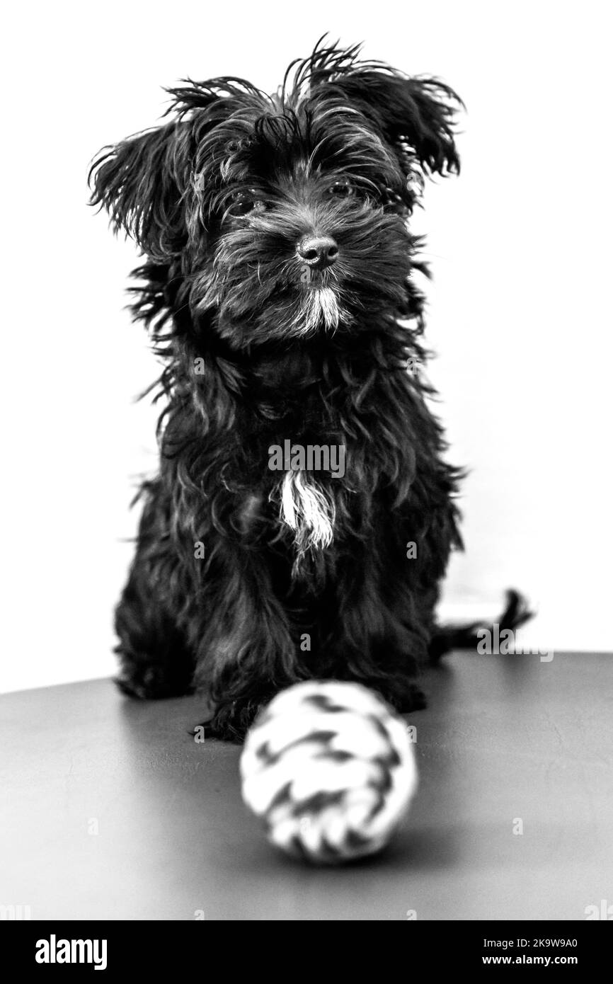 Chien chiot noir Yorktese sur éveil canapé rouge et prêt à jouer avec le ballon, isolé sur fond blanc avec copie espace en vertical. De race Maltese Banque D'Images