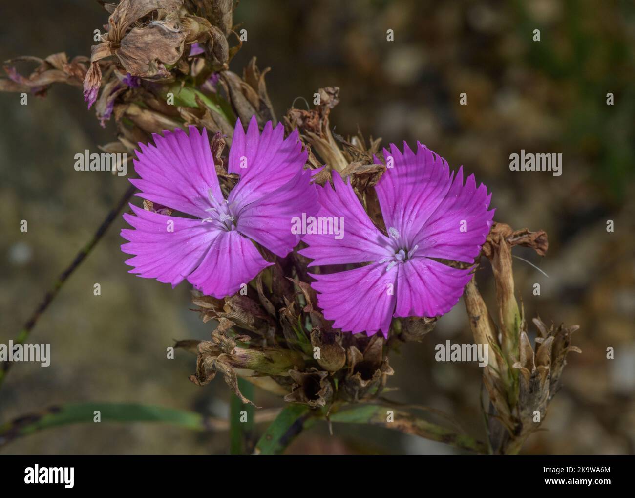 Dianthus colinus, un type de rose d'Europe centrale. Banque D'Images