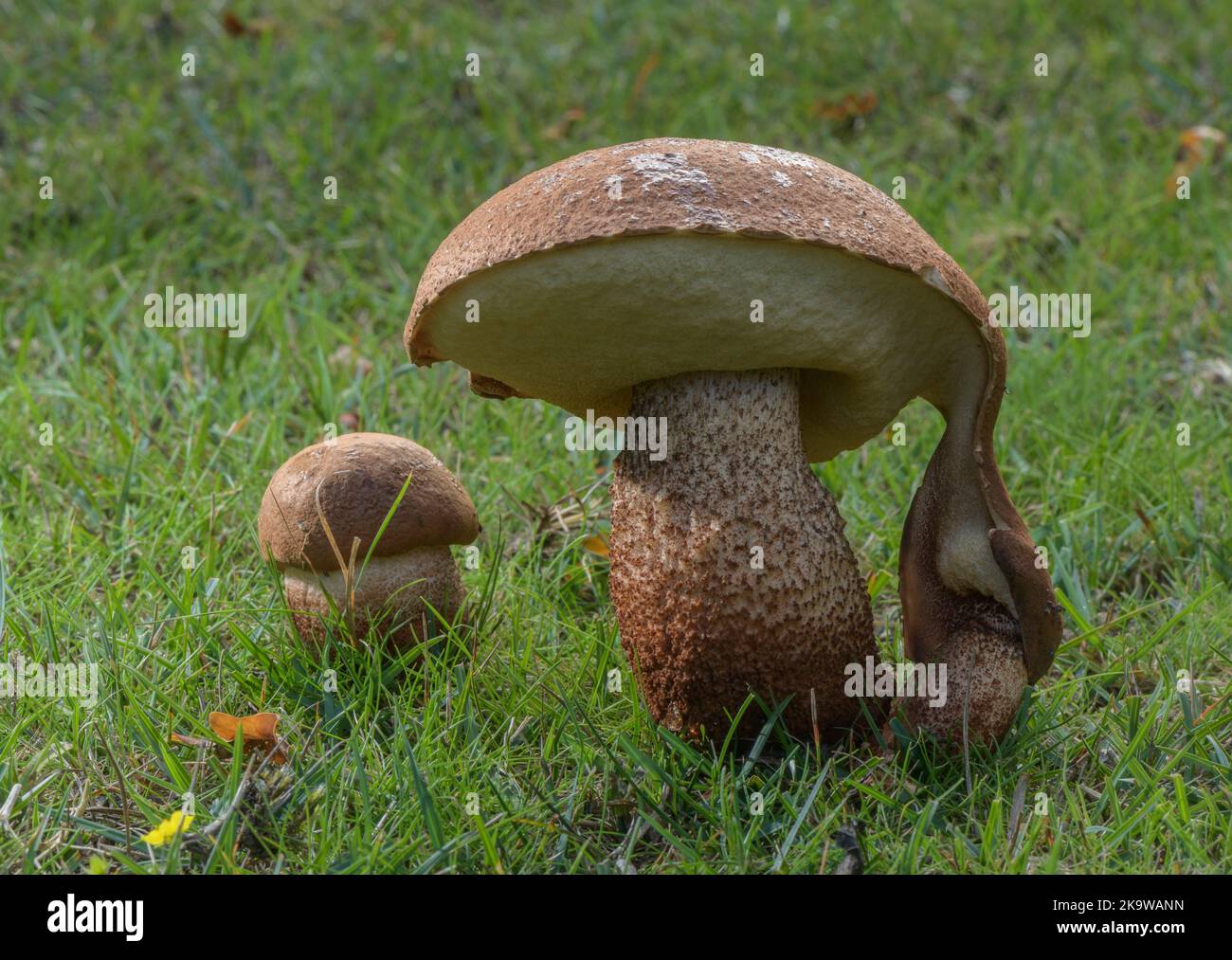 Bouleau brun Bolete, Leccinum scabrum amas sur les prairies près des oiseaux, Nouvelle forêt. Banque D'Images