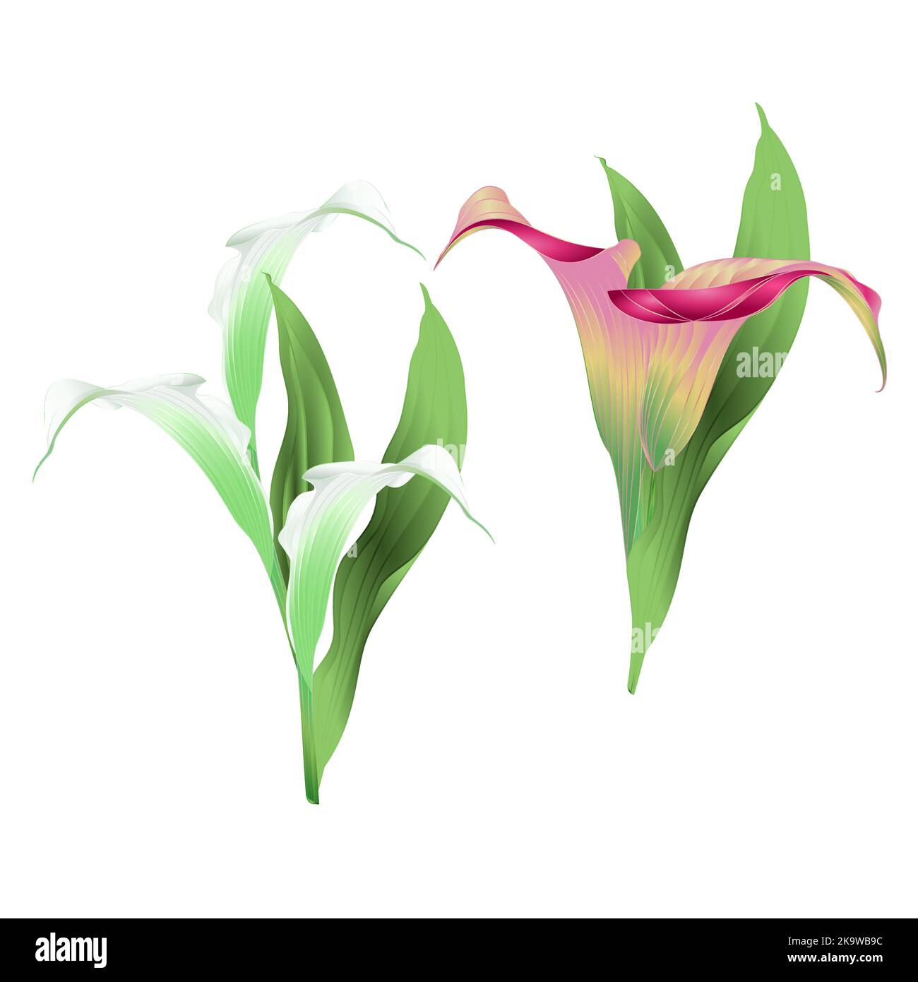 Calla lys fleurs et feuilles blanches et roses herbacées plantes ornementales vivaces sur fond blanc illustration vectorielle vintage modifiable han Illustration de Vecteur