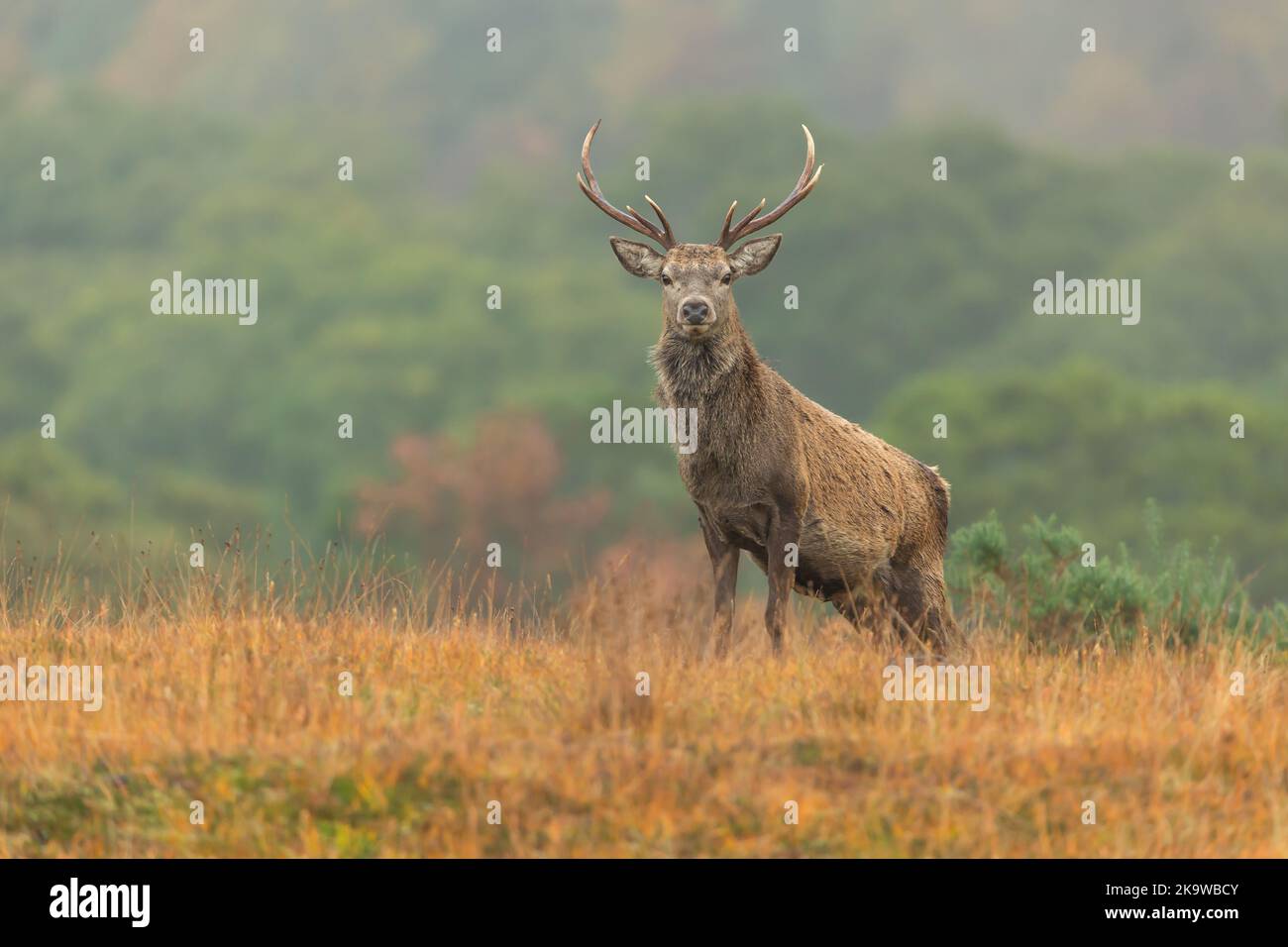 Red Deer stag Alert et face vers l'avant en automne, Strathconon Estate, Scottish Highlands. Nom scientifique: Cervus elaphus. Arrière-plan flou. SPAC Banque D'Images