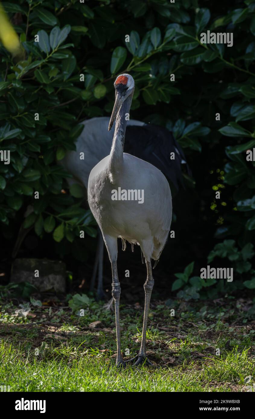 Grue à couronne rouge, Grus japonensis, dans les prairies. Banque D'Images
