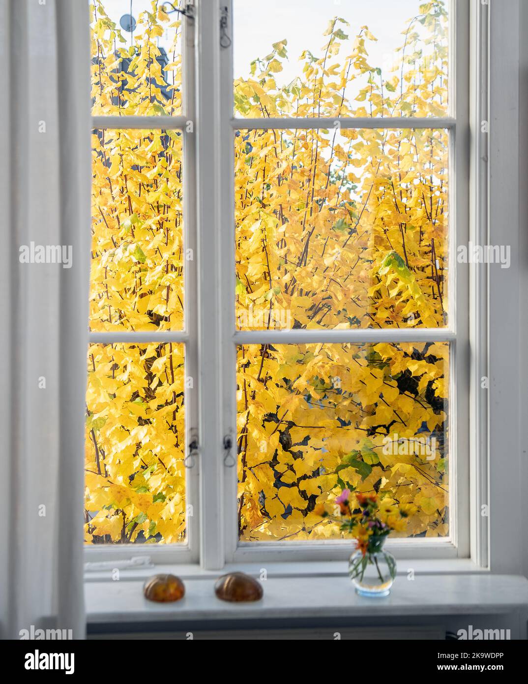 Automne de la niche de la fenêtre, photo: Bo Arrhed Banque D'Images