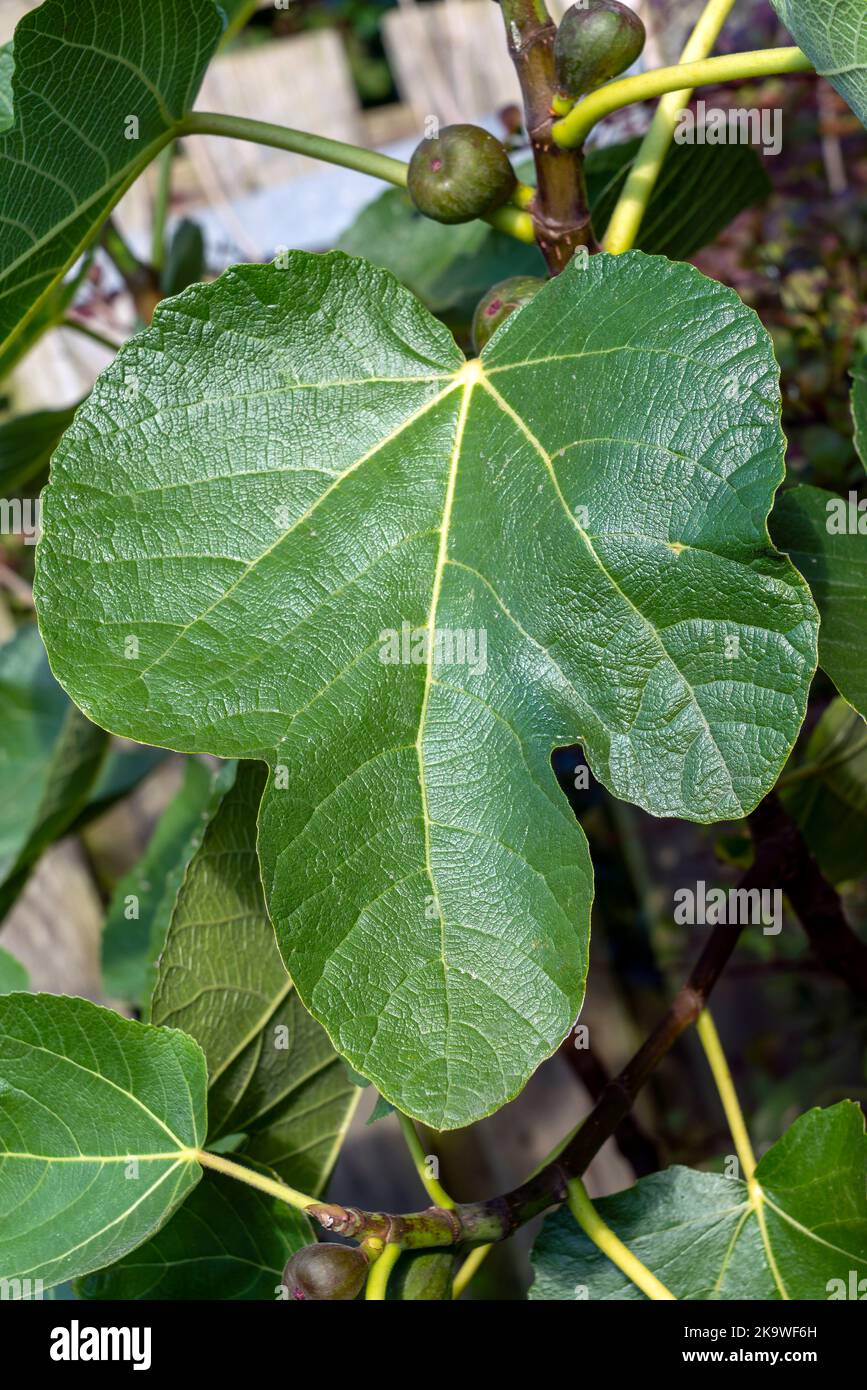 Feuille de figue (ficus carica) avec fruit vert, macro isolée photo imag Banque D'Images