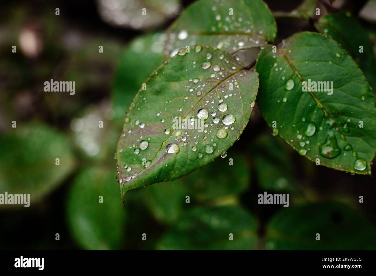 Feuilles vertes après la pluie. Arrière-plan des feuilles avec gouttes. Copier l'espace. Banque D'Images