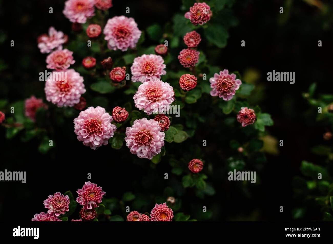 Arrière-plan des fleurs d'automne roses. Fond floral. Banque D'Images