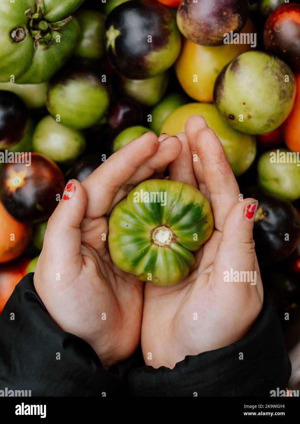 Fond des tomates. Tomate verte dans les mains d'un enfant. Récolte d'automne. Aliments biologiques sains. Banque D'Images