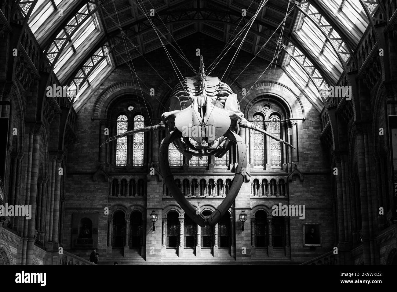 Le célèbre musée d'histoire naturelle de Londres Banque D'Images