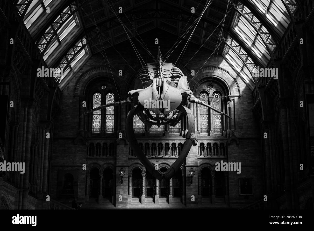 Le célèbre musée d'histoire naturelle de Londres Banque D'Images