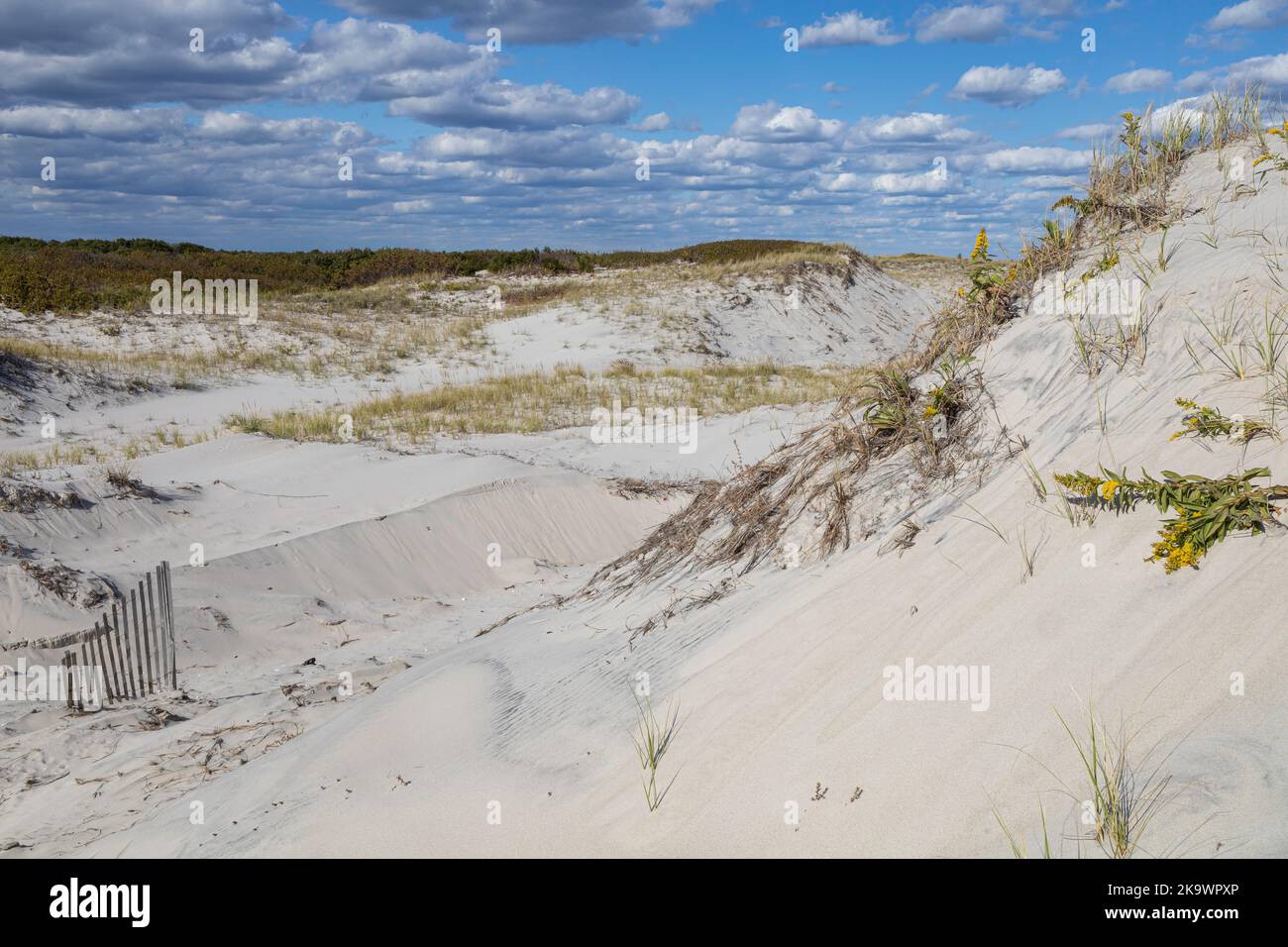 Les prairies mixtes de dunes se forment où le vent et le brouillard salin empêchent l'établissement d'arbustes ou d'arbres Banque D'Images