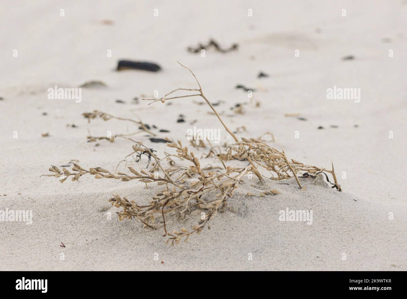 Fusée de mer en hiver - Cakile edentula Banque D'Images