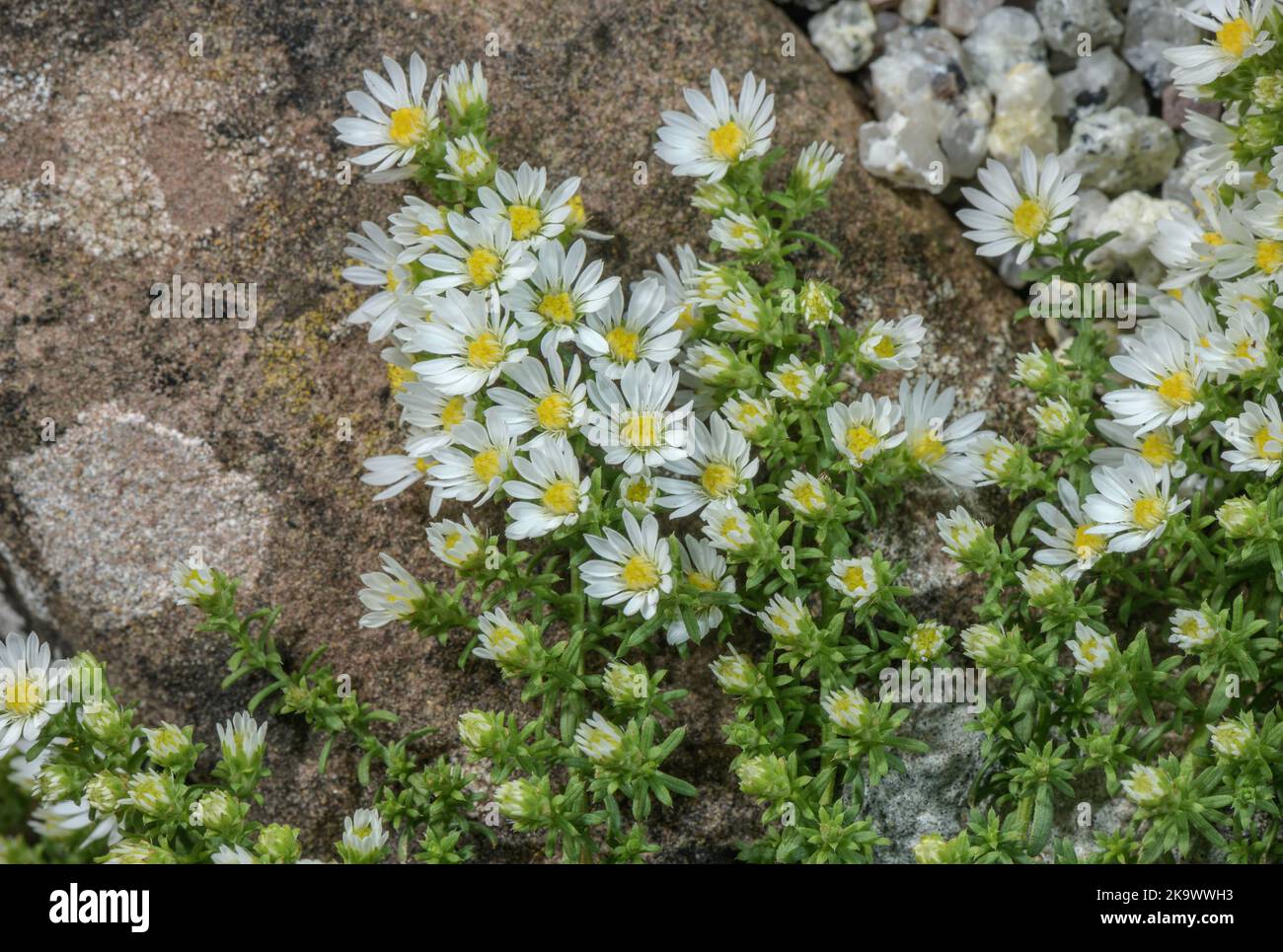 Aster de heath blanc, Symphyotrichum ericoides, en fleur. Des États-Unis. Banque D'Images