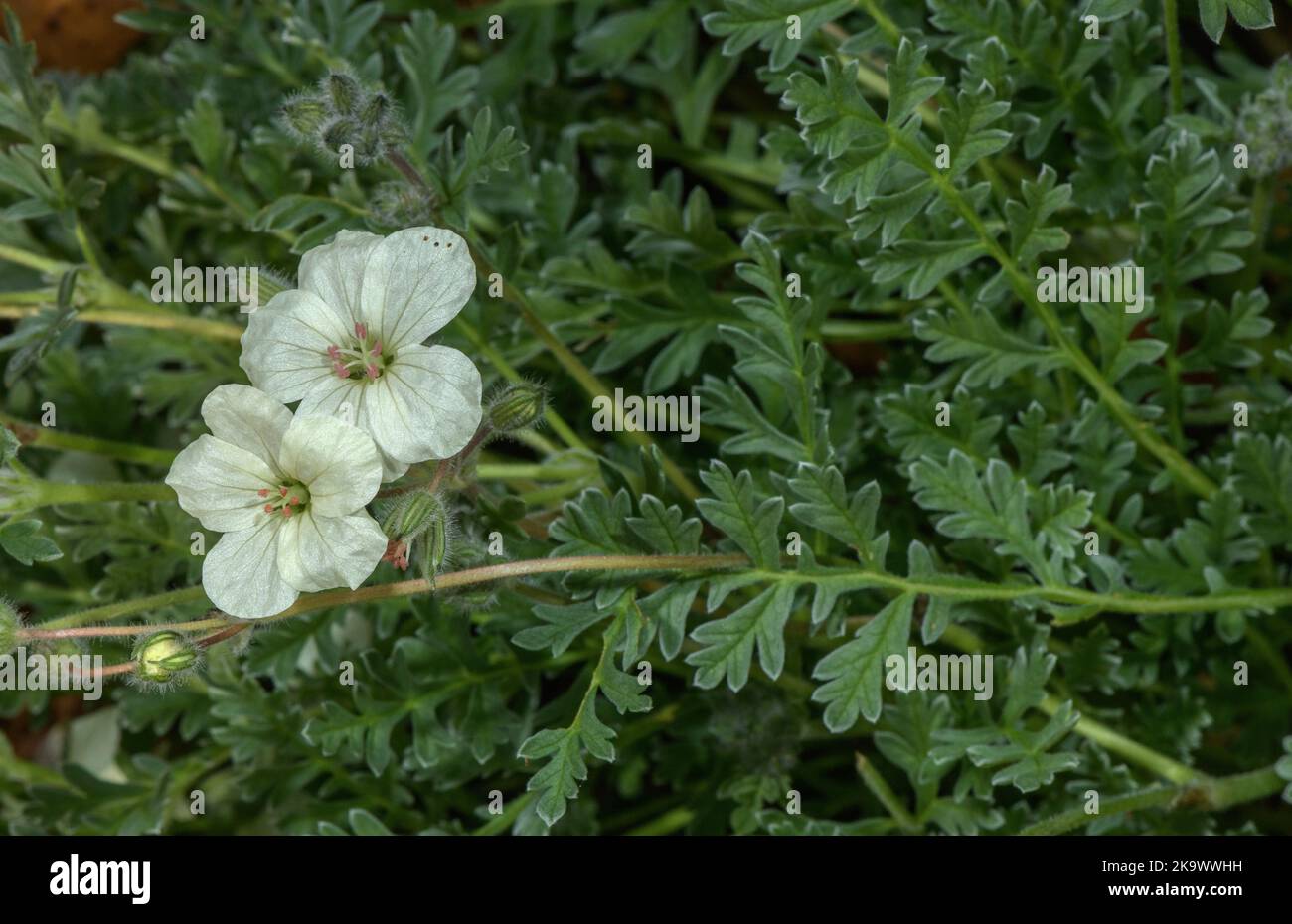 Bec de héron jaune, Erodium chrysantum, en fleur dans les prairies de montagne, Grèce Banque D'Images