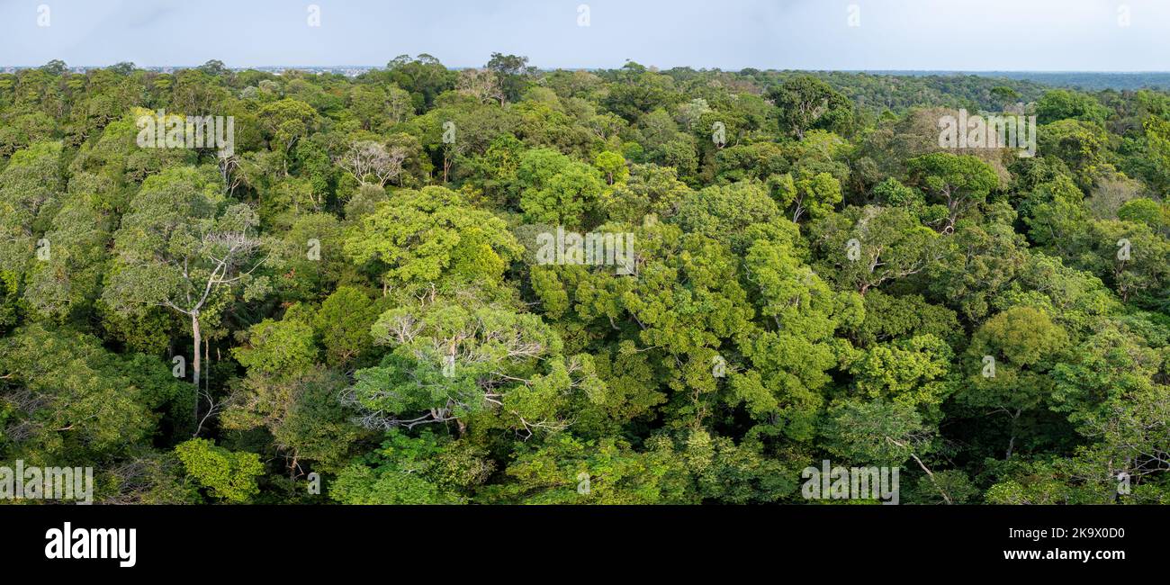 Forêt tropicale amazonienne au Museu da Amazonia (MUSA). Manaus, Amazonas, Brésil. Banque D'Images