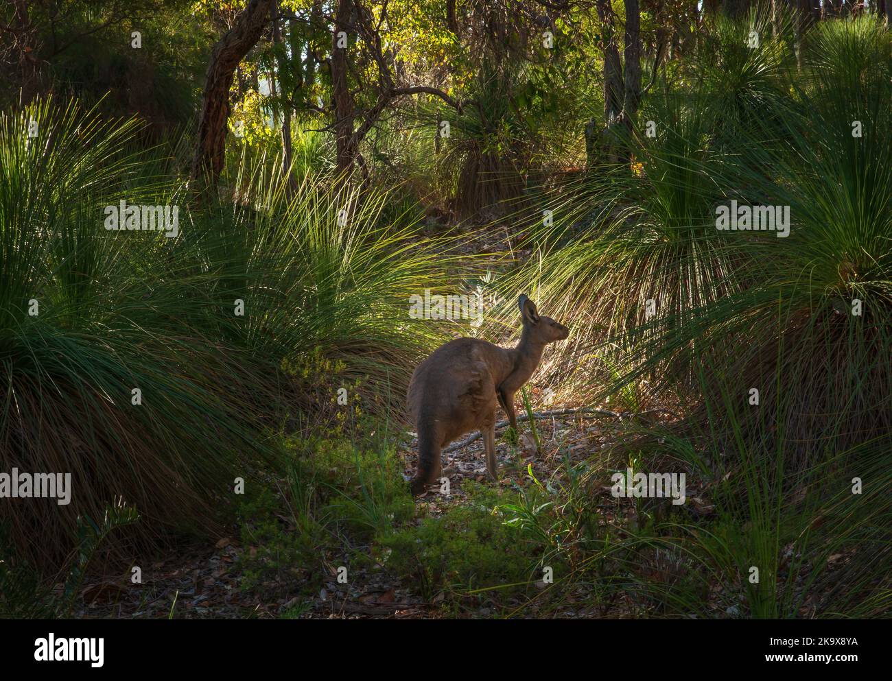 Kangoroo à venir derrière un arbre dans la forêt de l'Australie Banque D'Images