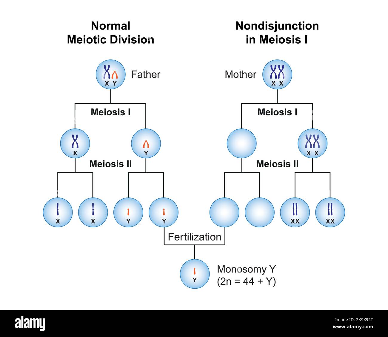 Conception scientifique de la non disjonction en monosomie y. Symboles colorés. Illustration vectorielle. Illustration de Vecteur