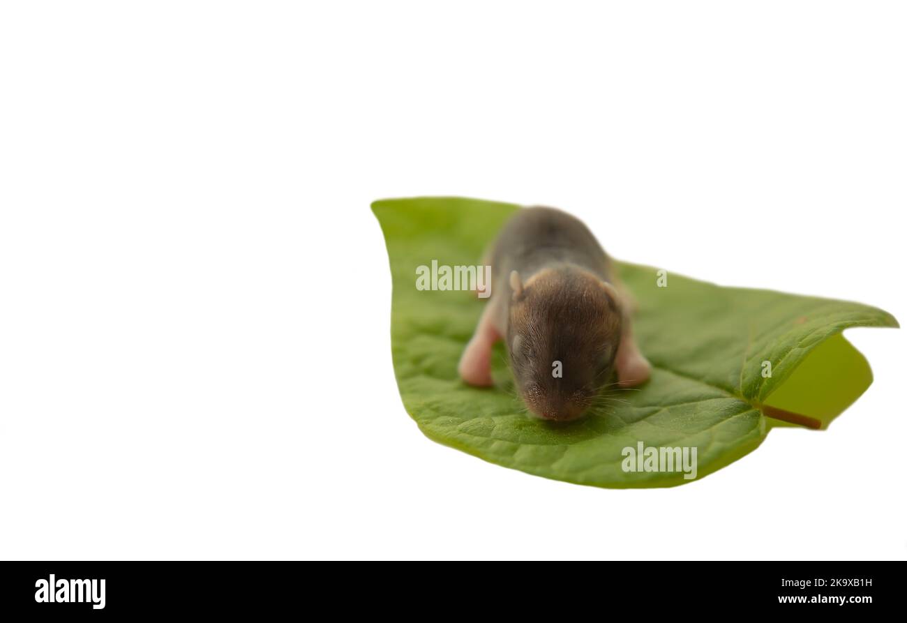 Un hamster nouveau-né sur une feuille verte. Isoler. Un petit rongeur aveugle sur une plante verte sur fond blanc. Souris bébé . Photographie macro. Banque D'Images