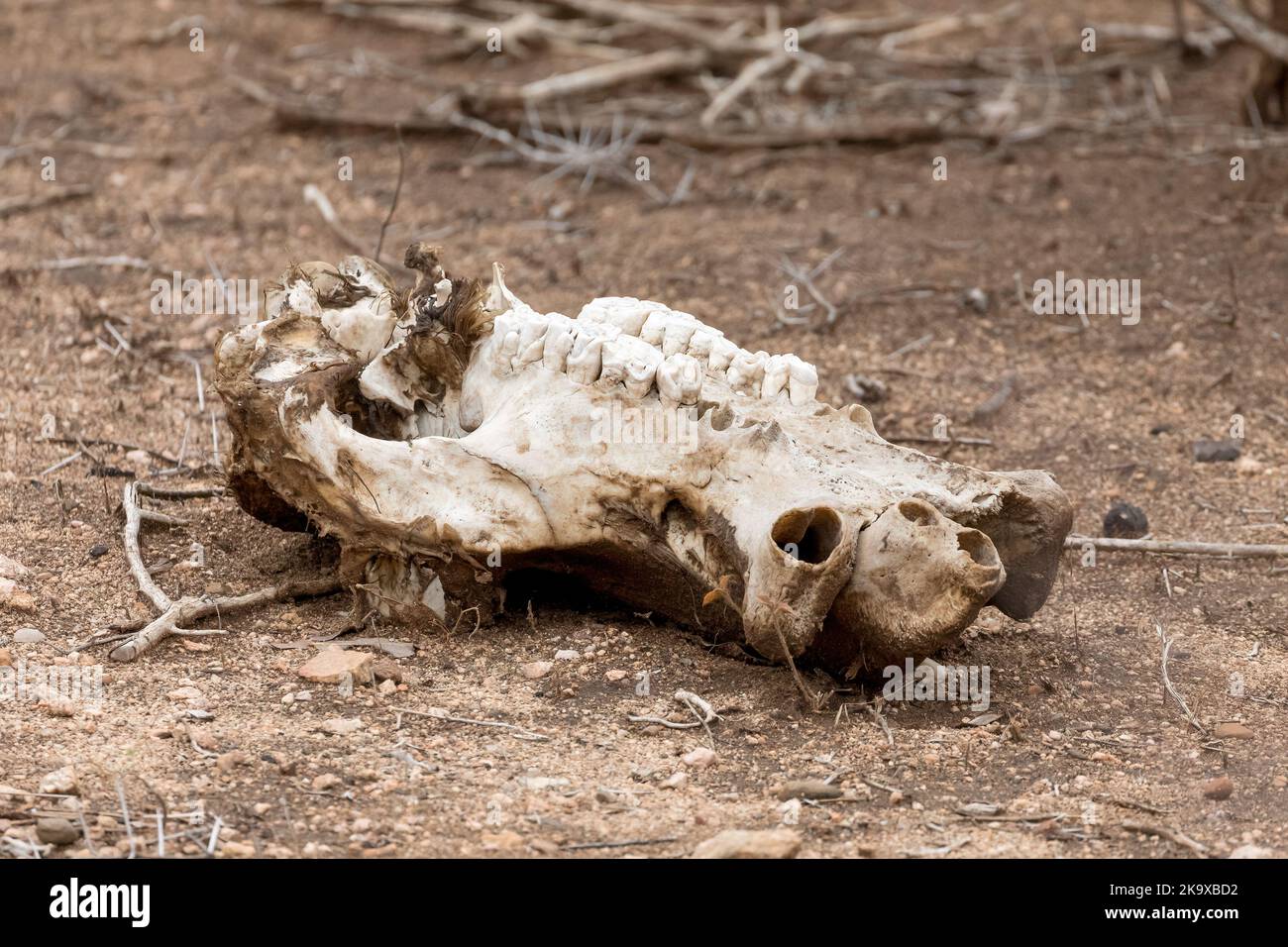Le soleil blanchi le crâne d'un hippopotame, Hippopotamus amphibius, en décomposition dans le parc national Kruger, Afrique du Sud. Banque D'Images