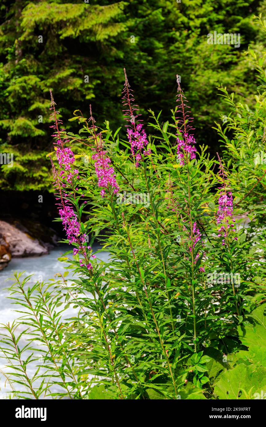 Rosebay willowherb ou pompier (Chamaenerion angustifolium) croissant au bord de la rivière Banque D'Images