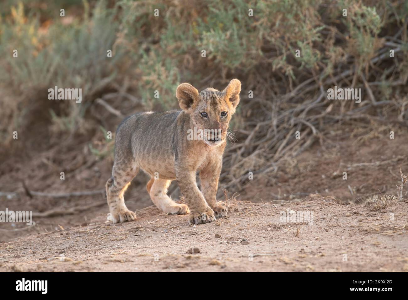 Lion (Panthera leo). Petit cub, environ 6-8 semaines Banque D'Images
