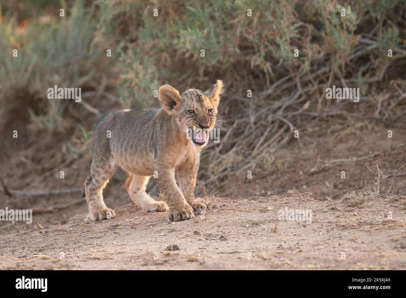 Lion (Panthera leo). Petit cub, environ 6-8 semaines Banque D'Images
