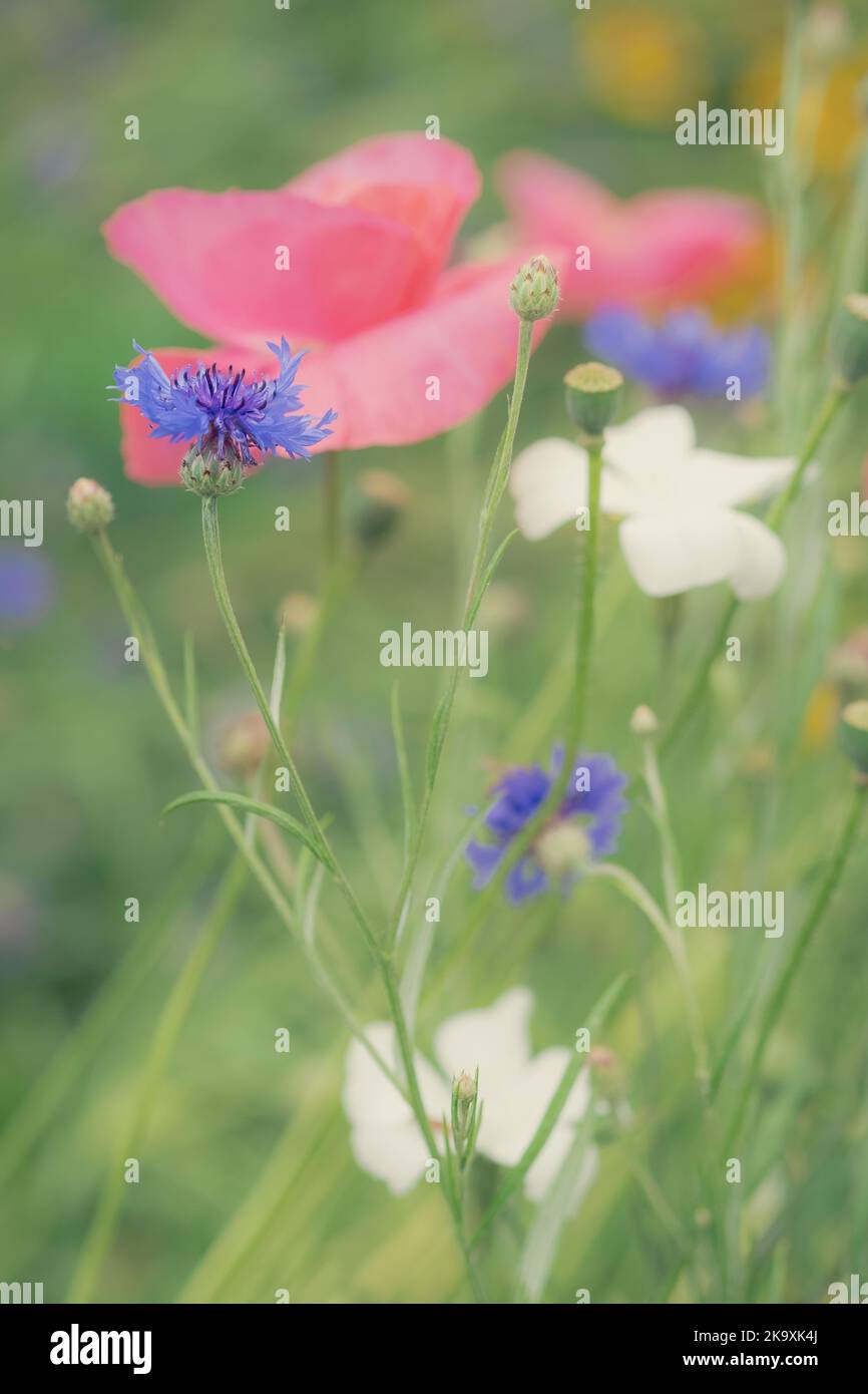 Bleuets, Centaurea cyanus, avec coquelicots. Banque D'Images